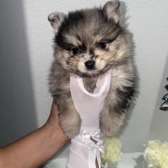 Boy 1 - Wolf sable male Pomeranian puppy in Los Angeles, California from Furever Blessed 🤍🐾🖤