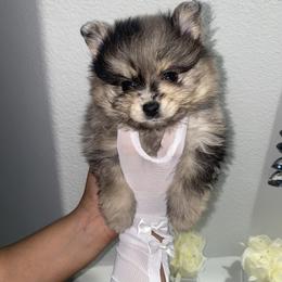 Boy 1 - Wolf sable male Pomeranian puppy in Los Angeles, California from Furever Blessed 🤍🐾🖤
