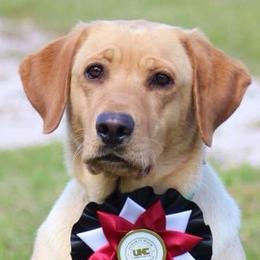 Bulldogs and Labrador Retrievers from Wright Way Retrievers
