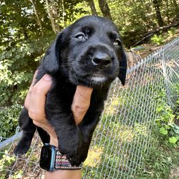 Dachshund Puppies from Memaw’s Minis Babies Doxies