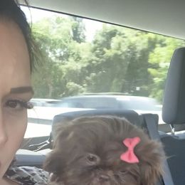 Shih Tzu Puppies from Socal Mother Of Shih Tzus