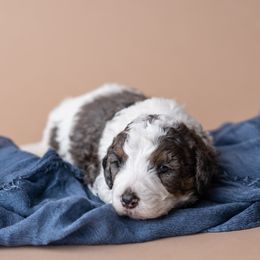 Bernedoodle Puppies from Sleepy Hollow Acres