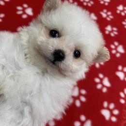 Winter - White male Assorted Doodle Crosses puppy in Stuart, Virginia from Lil Aussie Posse