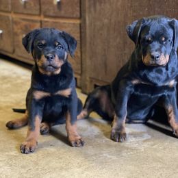 Rottweiler Puppies from Jon Holmquist's Rottweilers