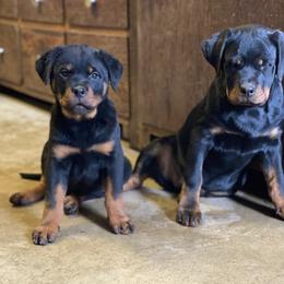 Rottweiler Puppies from Jon Holmquist's Rottweilers