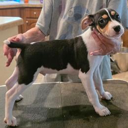 Caleb - Black tan and white male Rat Terrier puppy in Ukiah, Texas from Poem's Haven Rat Terriers..AKA Mysthaven Rat Terriers