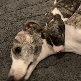 Whippet Puppies from Charis Whippets