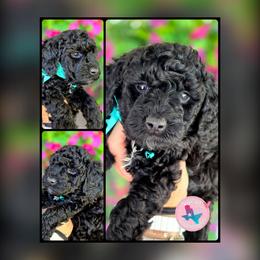 Sprout Teal - Black and white male Bernedoodle puppy in Vernon, Texas from Sugarland's Texas Goldendoodles