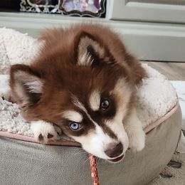 Shelby - Chocolate Pomsky puppy in Allen, Texas from Arctic Cream Fluff Pomsky