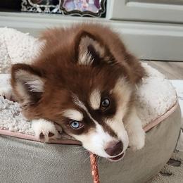 Shelby - Chocolate Pomsky puppy in Allen, Texas from Arctic Cream Fluff Pomsky