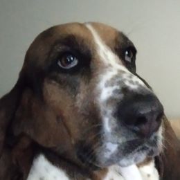 BB - Basset Hound