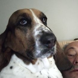 BB - Basset Hound