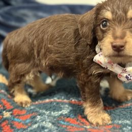 George - Chocolate and tan male Dachshund puppy in Hutchinson, Kansas from Dappled Danes