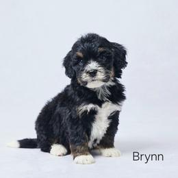 Brynn - Tri-color female Bernedoodle puppy in Apple Creek, Ohio from Grandeur Valley Puppies