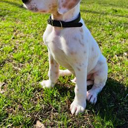 Zeus (lemon short coat) - White and lemon male Dalmatian puppy in Gray, Georgia from Fuller Spots
