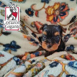 Benedict Bridgerton - Black and tan male Yorkshire Terrier puppy in California from Corazon de gigante