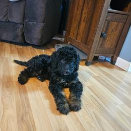 RyanAir - Phantom female Bernedoodle puppy in Flat Rock, North Carolina from Sukisdoodles