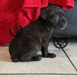 Girl 2 - Black brindle female Cane Corso puppy in Laplace, Louisiana from Tou Tru kennel