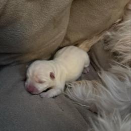 Noelle - White female West Highland White Terrier puppy in North Muskegon, Michigan from Bountiful Westies of West Michigan