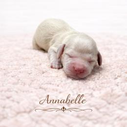 Annabelle - Cream female Dachshund puppy in Biloxi, Mississippi from Southern Doxies Ms