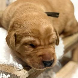 Brown Male - Yellow male Labrador Retriever puppy in Franklin, Virginia from Oak Hollow Retrievers