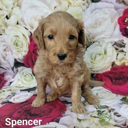 Spencer - Red  male Goldendoodle puppy in Eau Claire, Wisconsin from Fisher River Doodle's