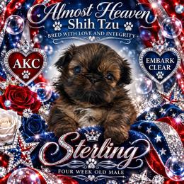 Sterling - Brindle male Shih Tzu puppy in Dallas, Texas from Almost Heaven Shih Tzu