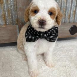 Black collar - Red male Bernedoodle puppy in Calico Rock, Arkansas from Cottrell’s Poodles & Doodles