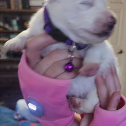 King - White male American Eskimo Dog puppy in Grants Pass, Oregon from SnH Eskies