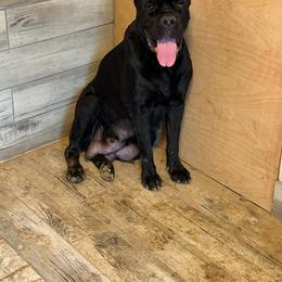 Peppa - Cane Corso