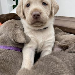 Dilute Retriever and Labrador Retriever Puppies from South Shore Labradors