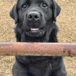 Romario Aronalex - Black male Labrador Retriever puppy in Centreville, Maryland from Barbihaus Kennels