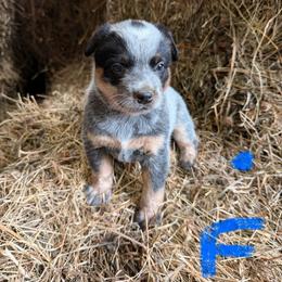 Girl 2 - Blue female Australian Cattle Dog puppy in Apollo, Pennsylvania from Circle V Ranch Cattle Dogs