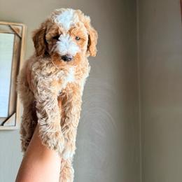 DUCK - Apricot male Goldendoodle puppy in Brookville, Pennsylvania from Woodland Mountain Doodles