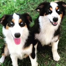 Australian Shepherd All Grown Up from Rock Springs Australian Shepherds