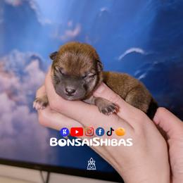 MAKU - Red male Shiba Inu puppy in Minnesota from BonsaiShibas
