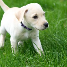 Labrador Retriever Puppies from King K9 Academy