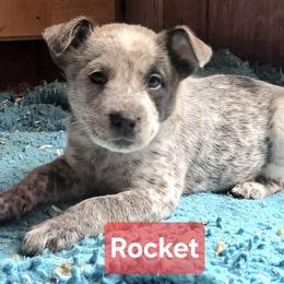 Rocket - Blue mottled female Australian Cattle Dog puppy in Fife Lake, Michigan from Kurczak Farm LLC