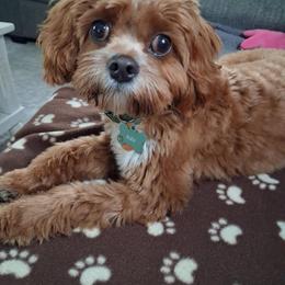 Bernedoodle and Cavapoo All Grown Up from FIRMAN & INA TROYER