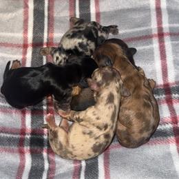 Boy 2 - Wild boar male Dachshund puppy in Licking, Missouri from Bean Creek Dachshunds & Terriers