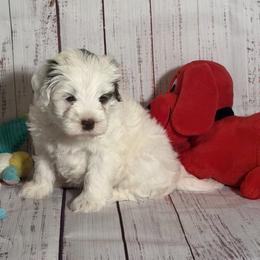 White Boy - Chalk male Australian Labradoodle puppy in Saint Louis, Missouri from Gateway Australian Labradoodles