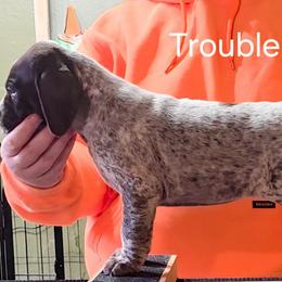 Trouble - Lavender girl - Liver and white female German Shorthaired Pointer puppy in Kenai, Alaska from LakeHaus Kennels