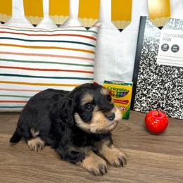 Myers - Salt and pepper female Miniature Schnauzer puppy in Huntington, Utah from Schnauzers on Robinson Lane