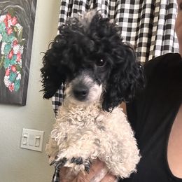 Molly - Poodle