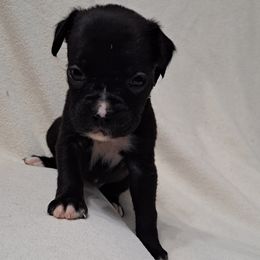 Purple - Brindle Boxer puppy in Franklin, Georgia from Lakeside Kennels of Franklin