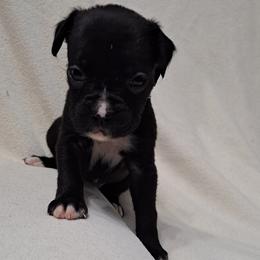 Purple - Brindle Boxer puppy in Franklin, Georgia from Lakeside Kennels of Franklin