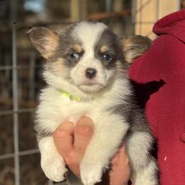 1,200 Buddy Blue - Blue male Pembroke Welsh Corgi puppy in Nashville, Arkansas from Whisenhunt Farms