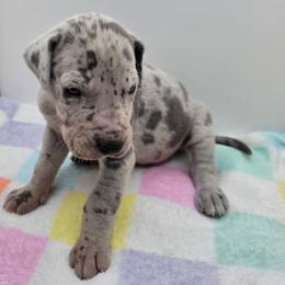Sawyer - Merle male Great Dane puppy in Kannapolis, North Carolina from Carolina Great Danes & Toy Poodles