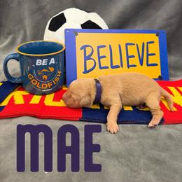 Mae - Golden female Golden Retriever puppy in Salt Lake City, Utah from Soaring golden retrievers