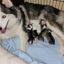 Siberian Husky Puppies from Royal Siberian AKC Huskies